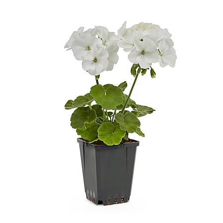 1-Pt Geranium (Various Colors)